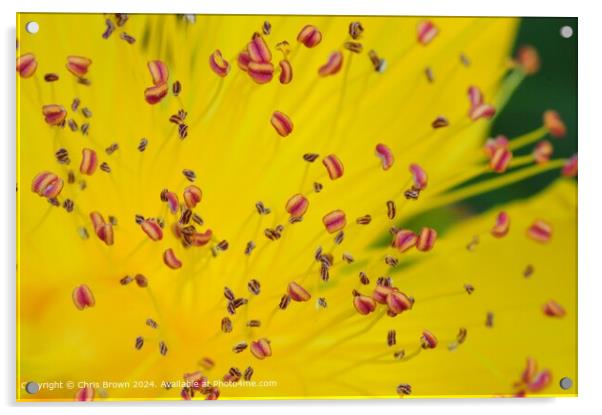 Yellow Flower Petal Texture Acrylic by Chris Brown