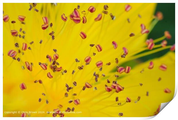 Yellow Flower Petal Texture Print by Chris Brown