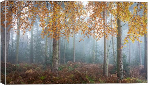 Misty Autumn Trees in Lee Lane Canvas Print by nick hirst