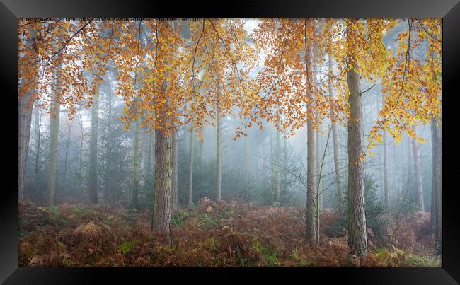 Misty Autumn Trees in Lee Lane Framed Print by nick hirst