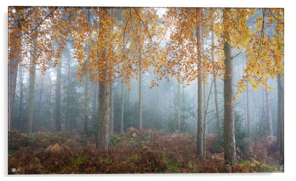 Misty Autumn Trees in Lee Lane Acrylic by nick hirst