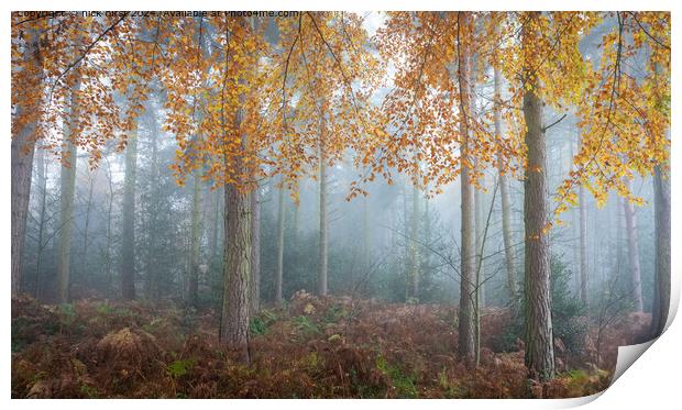 Misty Autumn Trees in Lee Lane Print by nick hirst