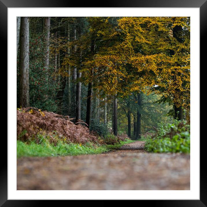 Fox Croft Lane Autumnal Woods Framed Mounted Print by nick hirst