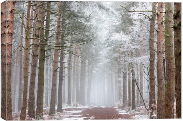 Bingley Winter Woods Path Canvas Print by nick hirst
