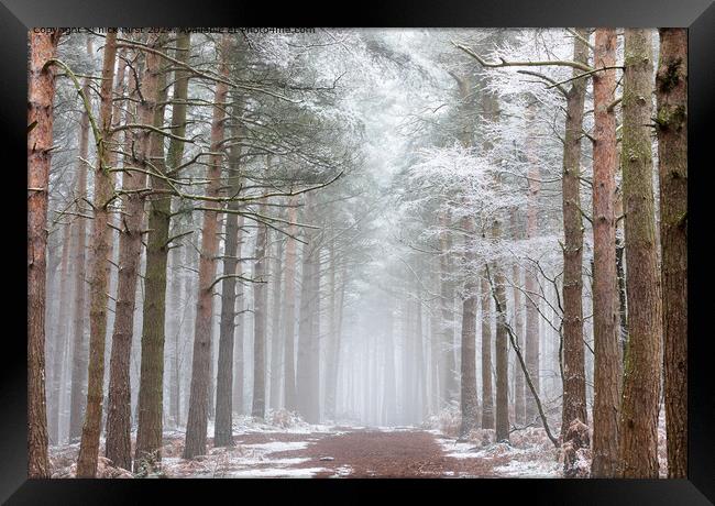 Bingley Winter Woods Path Framed Print by nick hirst