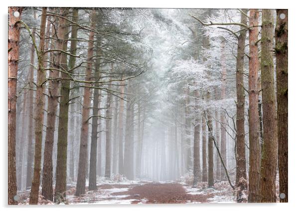 Bingley Winter Woods Path Acrylic by nick hirst