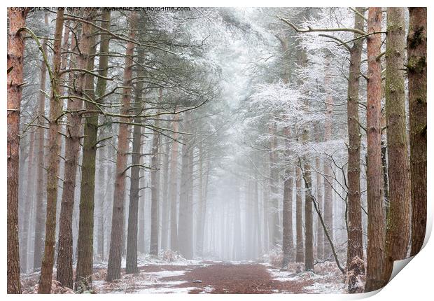 Bingley Winter Woods Path Print by nick hirst