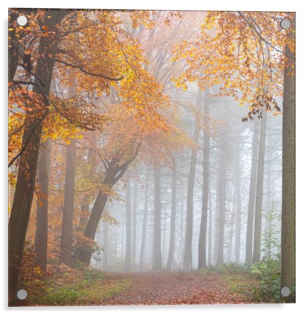 Misty Beech Trees - Lee Lane, Bingley Acrylic by nick hirst
