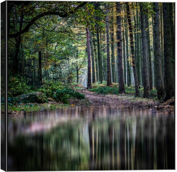 Lee Lane Woodland Reflections Canvas Print by nick hirst