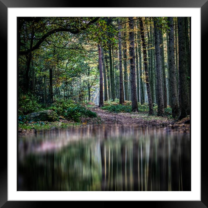 Lee Lane Woodland Reflections Framed Mounted Print by nick hirst