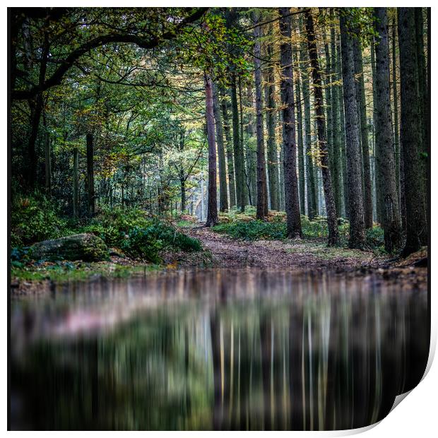 Lee Lane Woodland Reflections Print by nick hirst