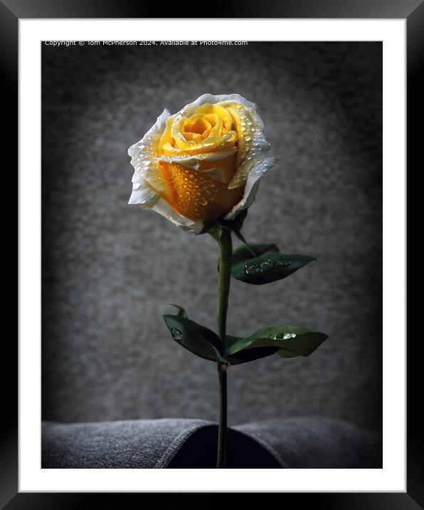 Single Rose Still Life Framed Mounted Print by Tom McPherson
