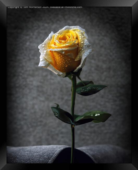 Single Rose Still Life Framed Print by Tom McPherson
