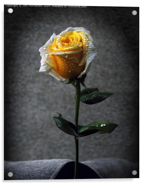 Single Rose Still Life Acrylic by Tom McPherson
