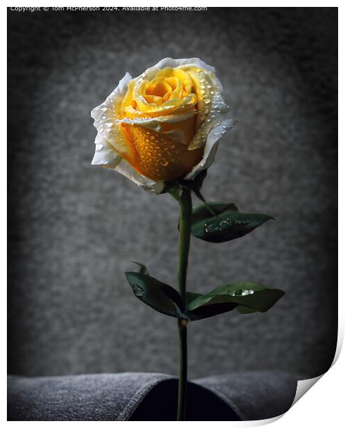 Single Rose Still Life Print by Tom McPherson