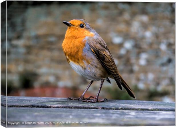 Red Robin on picnic table Canvas Print by Stephen Munn