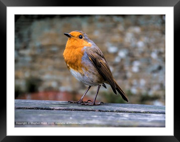Red Robin on picnic table Framed Mounted Print by Stephen Munn