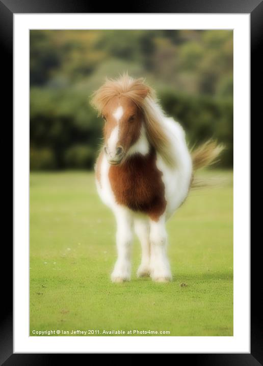Shetland Pony Framed Mounted Print by Ian Jeffrey