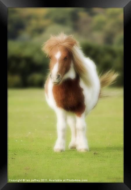 Shetland Pony Framed Print by Ian Jeffrey