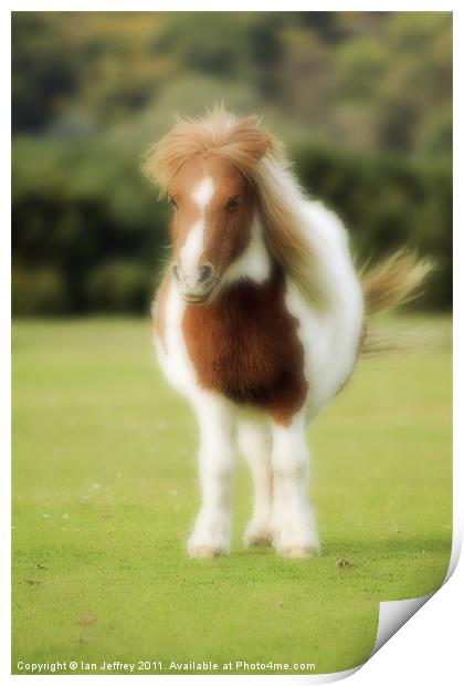 Shetland Pony Print by Ian Jeffrey