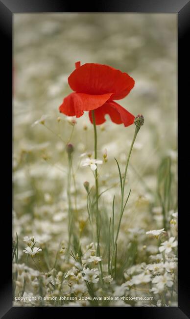 Poppy Meadow Flowers, Cotswolds, Gloucestershire Framed Print by Simon Johnson
