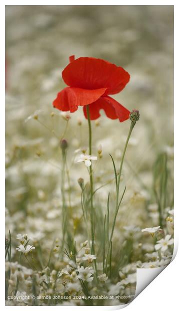 Poppy Meadow Flowers, Cotswolds, Gloucestershire Print by Simon Johnson