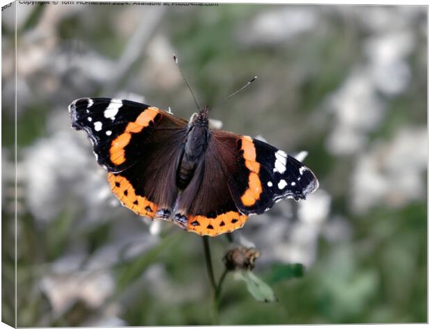 Red Admiral Butterfly Macro Canvas Print by Tom McPherson