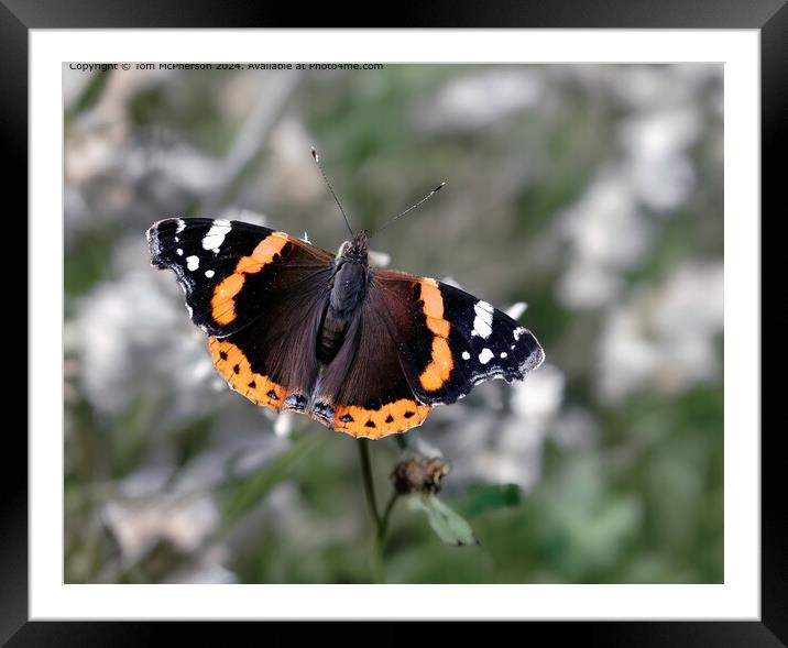 Red Admiral Butterfly Macro Framed Mounted Print by Tom McPherson