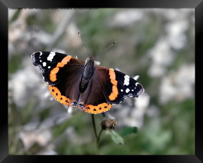 Red Admiral Butterfly Macro Framed Print by Tom McPherson