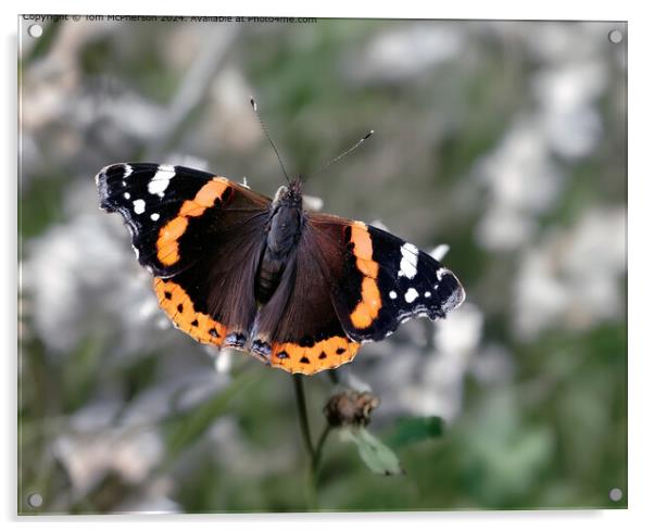 Red Admiral Butterfly Macro Acrylic by Tom McPherson