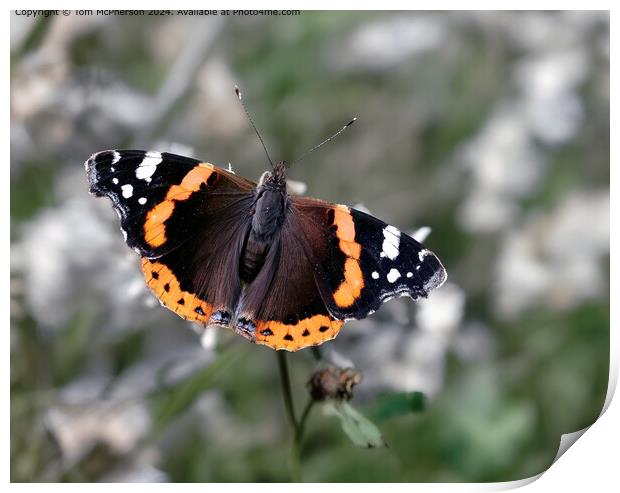 Red Admiral Butterfly Macro Print by Tom McPherson