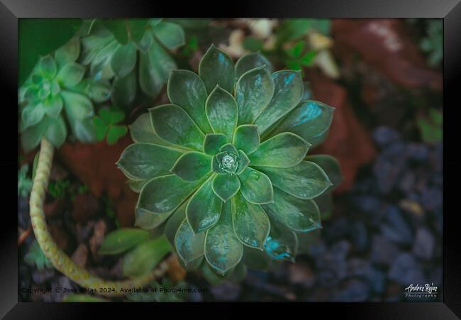 Succulent Rosette Water Droplet Framed Print by Jose Rojas