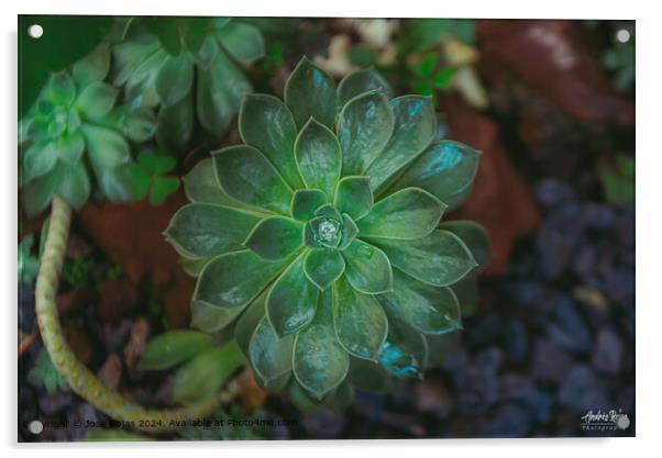 Succulent Rosette Water Droplet Acrylic by Jose Rojas