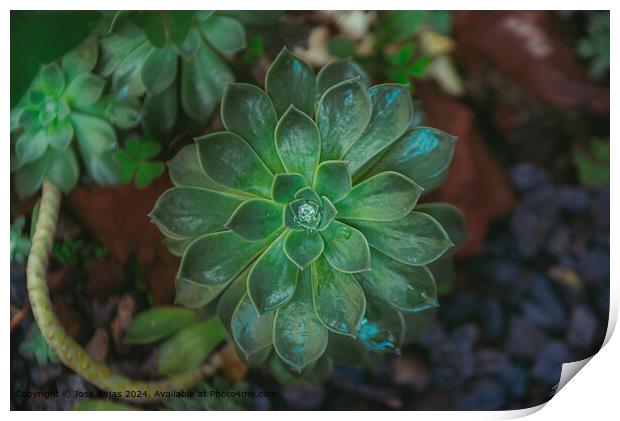 Succulent Rosette Water Droplet Print by Jose Rojas
