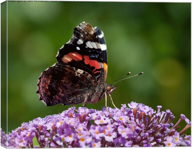 Red Admiral Butterfly on Buddleja Canvas Print by Tom McPherson