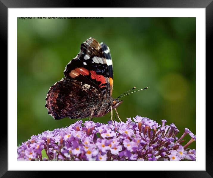 Red Admiral Butterfly on Buddleja Framed Mounted Print by Tom McPherson