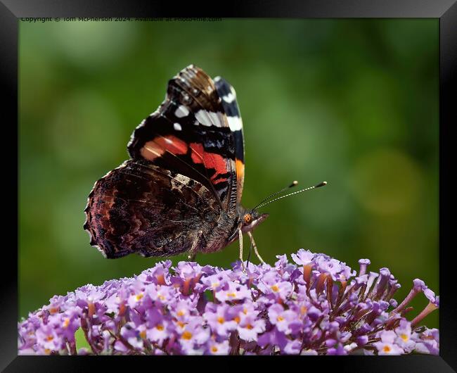 Red Admiral Butterfly on Buddleja Framed Print by Tom McPherson