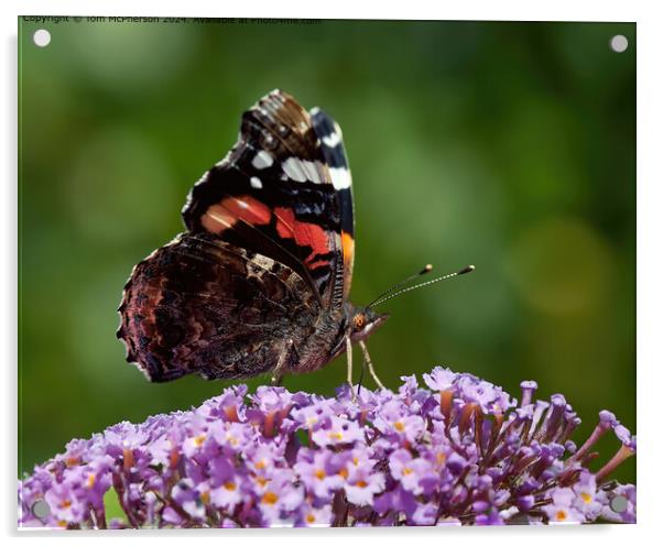 Red Admiral Butterfly on Buddleja Acrylic by Tom McPherson