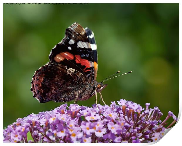 Red Admiral Butterfly on Buddleja Print by Tom McPherson