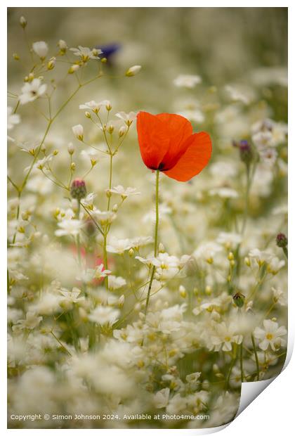 Poppy Meadow Cotsowlds: Colourful Nature Print by Simon Johnson