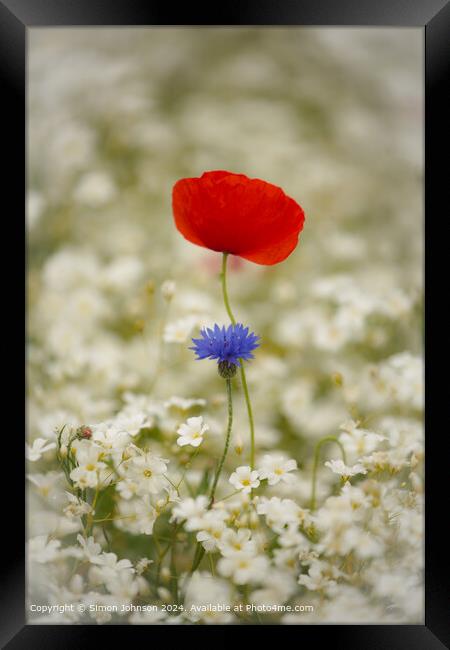 Poppy and corn flower  Cotswolds, Gloucestershire Framed Print by Simon Johnson