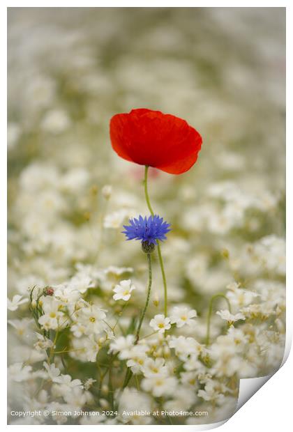 Poppy and corn flower  Cotswolds, Gloucestershire Print by Simon Johnson