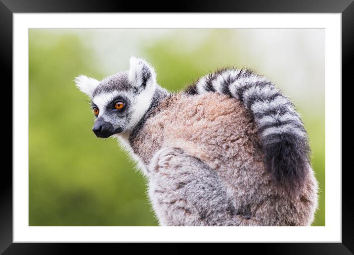 Ring Tailed Lemur Close-Up Portrait Framed Mounted Print by Jason Wells