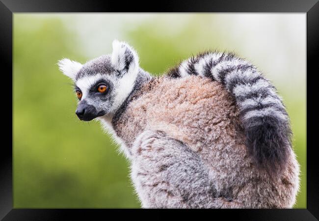 Ring Tailed Lemur Close-Up Portrait Framed Print by Jason Wells