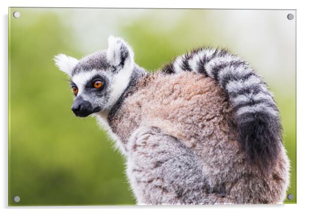 Ring Tailed Lemur Close-Up Portrait Acrylic by Jason Wells