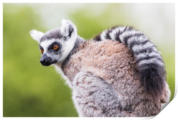 Ring Tailed Lemur Close-Up Portrait Print by Jason Wells