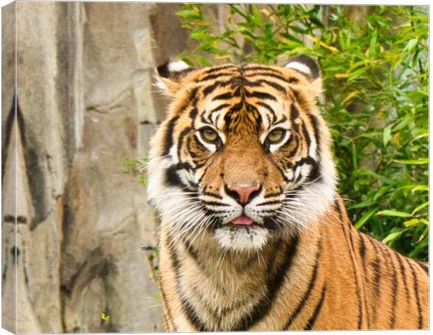 Close up of Sumatran Tiger Canvas Print by chris hyde