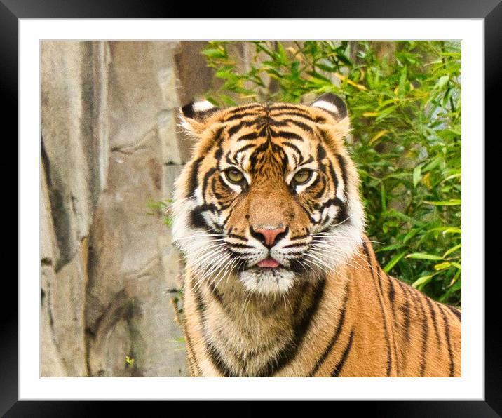 Close up of Sumatran Tiger Framed Mounted Print by chris hyde