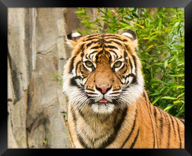 Close up of Sumatran Tiger Framed Print by chris hyde