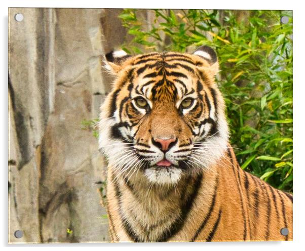 Close up of Sumatran Tiger Acrylic by chris hyde